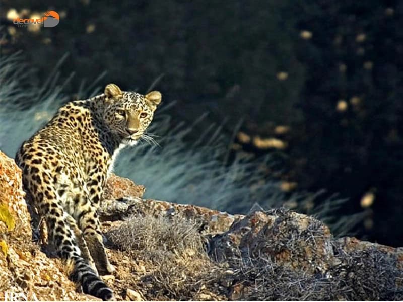 درباره یوزپلنگ ایرانی یکی از حیوانات بومی منطقه تندوره استان خراسان رضوی در دکوول بخوانید.